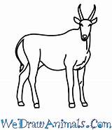Eland Draw Drawing Antelope Tutorial Print Getdrawings sketch template