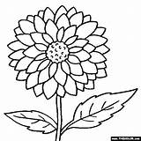 Marigold Coloring Getcolorings Pages sketch template