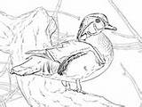 Coloring Duck Ducks Pages Drake Wood Supercoloring sketch template