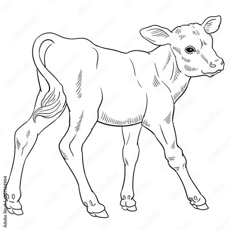 hand drawn vector  calf isolated  white background  coloring