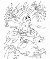 Frosch Frog Ausmalbild Teich Malvorlage Erwachsene Childcare sketch template