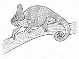 Chameleon Kameleon Dieren Volwassenen Colorare Camaleonte Vettore Adulti Kleurend Dierlijk St2 Moeilijke Dolfijn Erwachsene Animale sketch template
