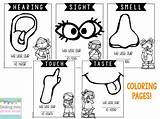 Coloring Senses Pages Clipart Cliparts Preschool Cartoon Five Worksheet Worksheets Popular Kindergarten Library Packet Updated sketch template