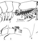 Afbeeldingsresultaten voor "thysanopoda Pectinata". Grootte: 163 x 130. Bron: www.odb.ntu.edu.tw