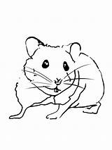 Coloring Hamster Pages Printable sketch template