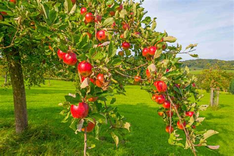reasons  buy  fruit trees  mowingmagiccom