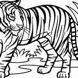 Tiger Coloring Sumatran Designlooter 300px 67kb sketch template