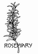 Pages Coloring Herbs Herb Rosemary Drawings Medieval Plant Color Colouring Line Embroidery Plants Visit Clip sketch template