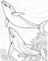 Dolphin Coloring Pages Dolphins Print Two Drawing Colouring Sea Realistic Adults Printable Animals Animal Kids Drawings Adult Hard Sheets Books sketch template