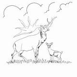 Reindeer Coloring Caribou Pages Deer Printable Eurasian Woodland Top sketch template