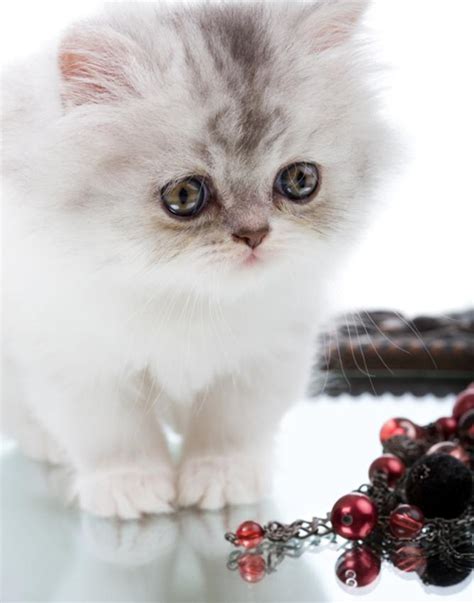 pictures  cute fuzzy kittens lovetoknow