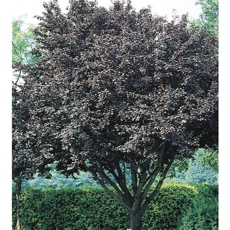 3 43 Gallon Flowering Plum Flowering Tree L5986 In The Trees