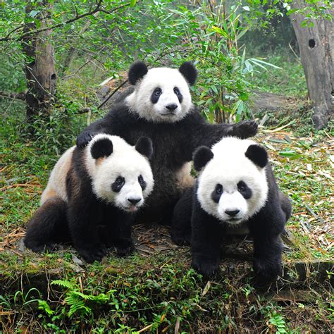 whats wrong  giant pandas