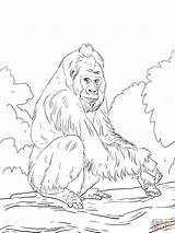 Lowland Colorare Orangutan Supercoloring Disegni Gorillas Bambini Scimmie Albero Banane Pianura sketch template