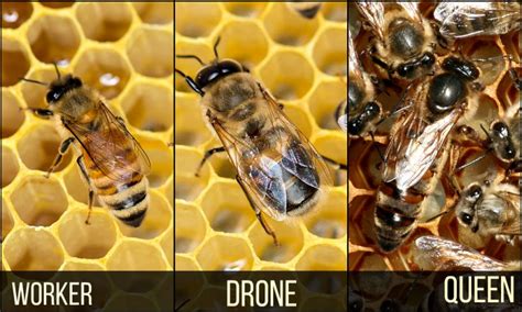 Basic Honeybee Biology Habitat Network