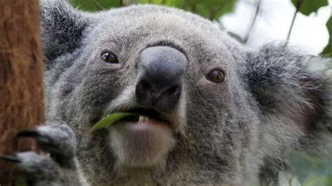 Koalas Verschlingen Unsummen Wissen