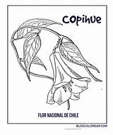 Copihue Chile sketch template