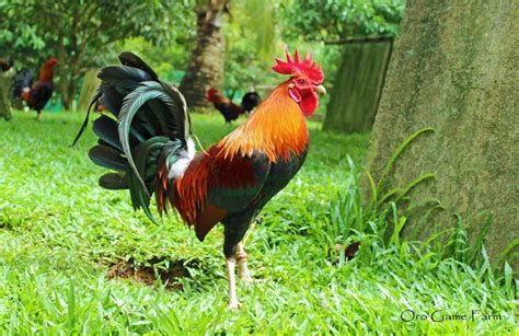pin by hector mendoza on gallos rooster breeds game