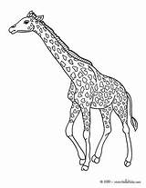 Giraffe Giraffes Hellokids sketch template