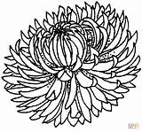 Chrysanthemum Coloring Pages Book Color Outline sketch template