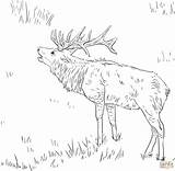 Coloring Moose Antler Elk Template Pages sketch template
