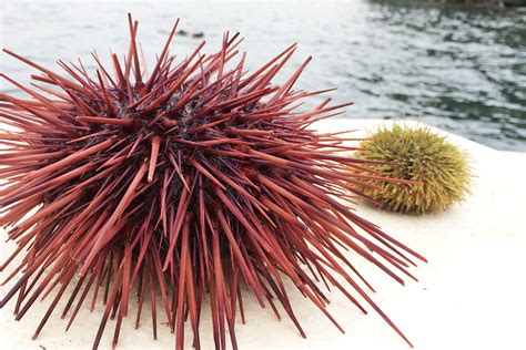 step   sea urchin