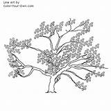 Cherry Tree Coloring Pages Spring Blossom Blossoms Blossum Japanese Adults Color Flower Inkspired Musings Trees Line Inkspiredmusings Adult Husband Found sketch template