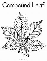 Coloring Leaf Compound Green Leaves Color Twistynoodle Change Fall Favorites Login Add Pages Built California Usa Noodle Cursive sketch template