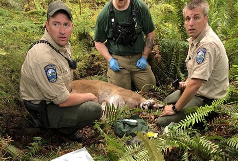 Two Attacked By Cougar Identified Wildlife Officials Say Predator Was