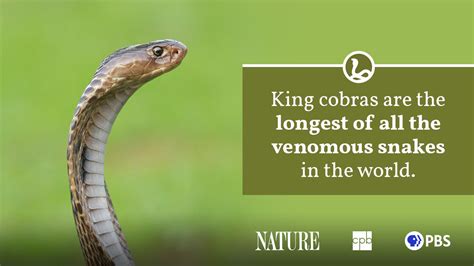 king cobra fact sheet blog nature pbs