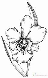 Orchid Cattleya Kolorowanki Storczyki Outlines Dla sketch template