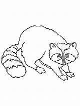 Netart Raccoon sketch template