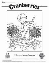Cranberry Cranberries Colouring sketch template