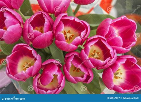 easter tulips stock image image  date tulip macro