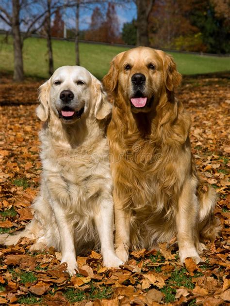 2 golden retrievers in field of fall leaves royalty free stock image image 10365696