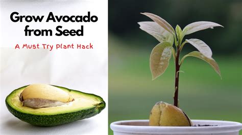 Grow Avocado From Seed Step By Step Guide Youtube