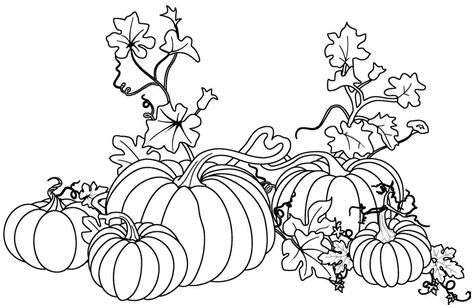 pumpkin plant drawing  getdrawings