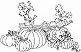 Pumpkin Vine Coloring Plant Drawing Fall Pages Vines Color Sheet Pumpkins Garden Leaf Sheets Halloween Printable Autumn Kids Getdrawings Template sketch template