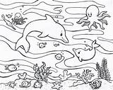 Mewarnai Laut Binatang Marinos Acuaticos Colorare Marins Acuáticos Marin Sous Berikut Merupakan Animals sketch template