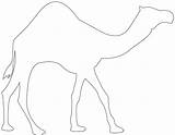 Camel Silhouettes Silhouette Outline Dromedary Vector Coloring Pages sketch template