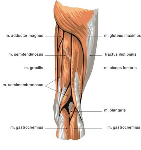 pain      knee  knee paincom