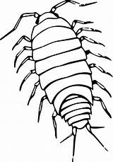 Isopod Clipart 84kb 1384 sketch template