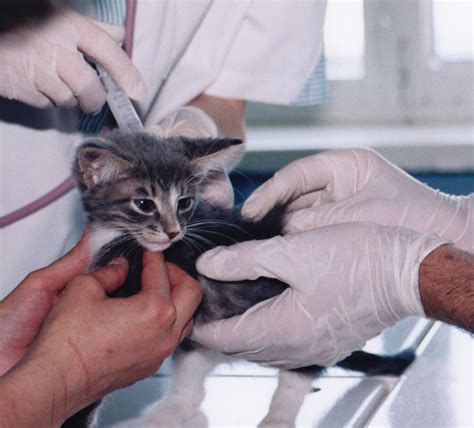 pics  animal testing