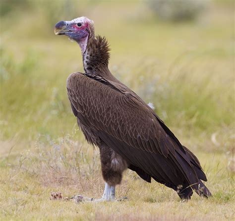 lappet faced vulture wikipedia