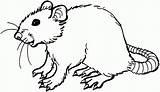 Rat Coloring Pages Cute Clipart Smiling Mole Printable Drawing Rats Colouring Adults Super Clipartbest Categories Library Supercoloring Version Click Clipartmag sketch template