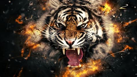 wallpaper wide tiger pictures tiger wallpaper lions