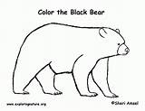 Bear Coloring American Pages Bears Pdf Popular Coloringhome sketch template