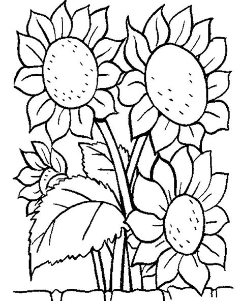 picture  sunflower coloring pages  world pics