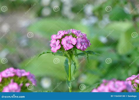 anjers stock foto image  flora roze bloemist bloesem