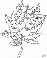 Coloring Cranberry sketch template